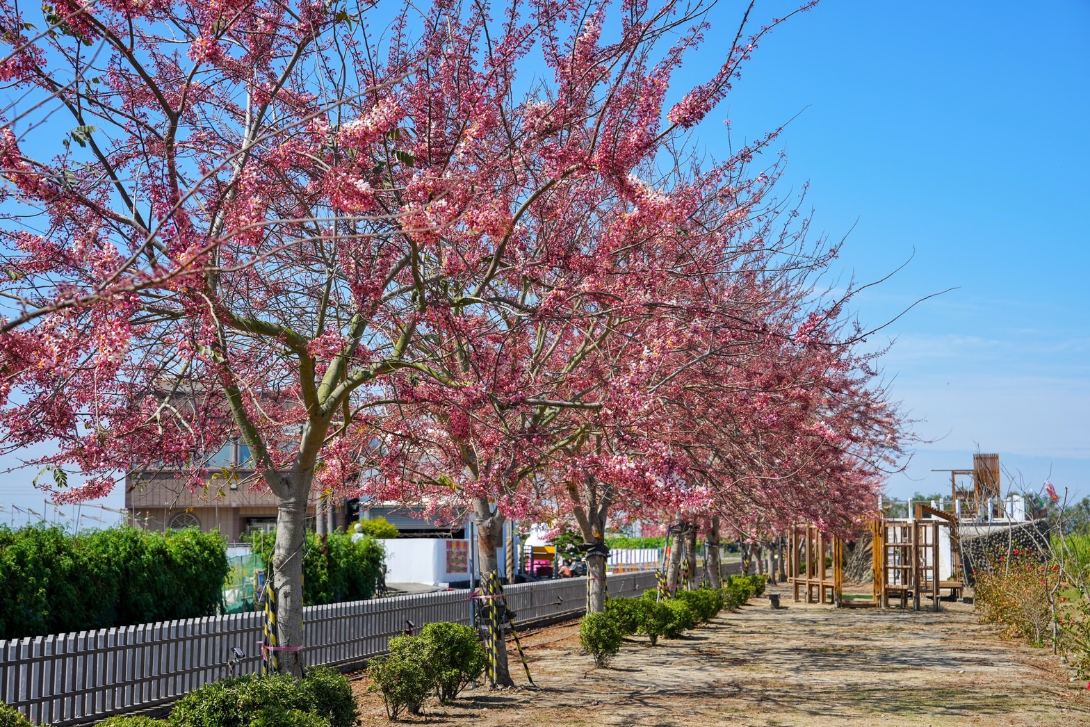 【台南景點】2023金砂里花旗木步道 全長一公里花旗木步道 最新花況 持續盛開中 鐵道場景搭配花旗木拍起來也超美 @嘿!部落!