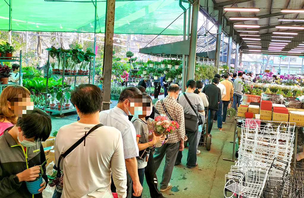 八角農園-台中超狂花市，觀葉植物、多肉植物、季節花卉等花卉20元起，買5盆以上更超值，大雅花市 @嘿!部落!