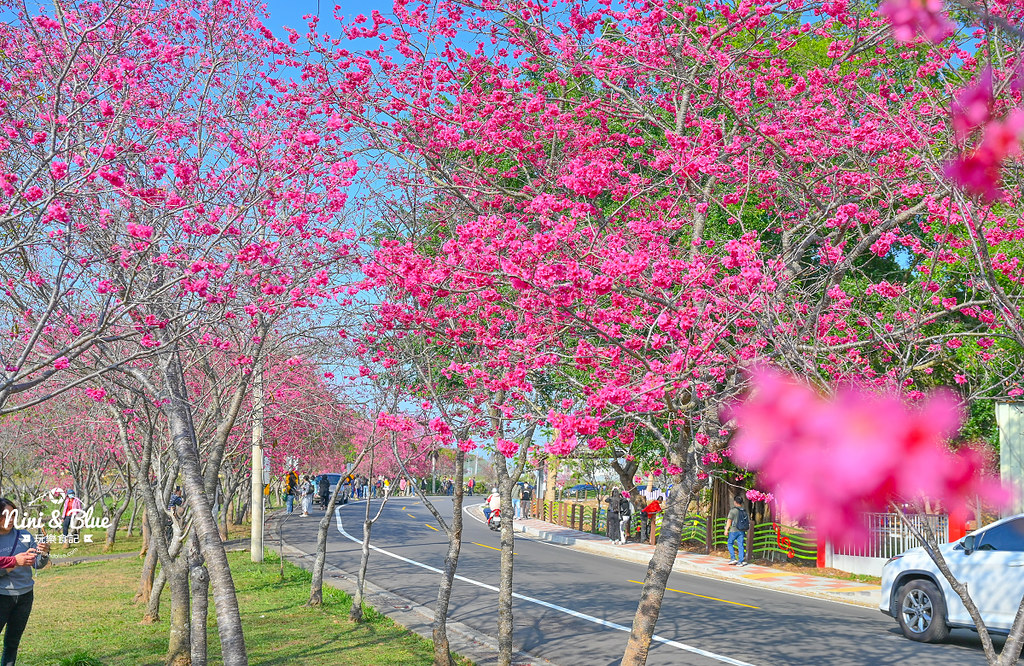 櫻木花道櫻花 | 台中新社區公所後方的櫻花林步道，免費賞櫻景點，好停車 @嘿!部落!