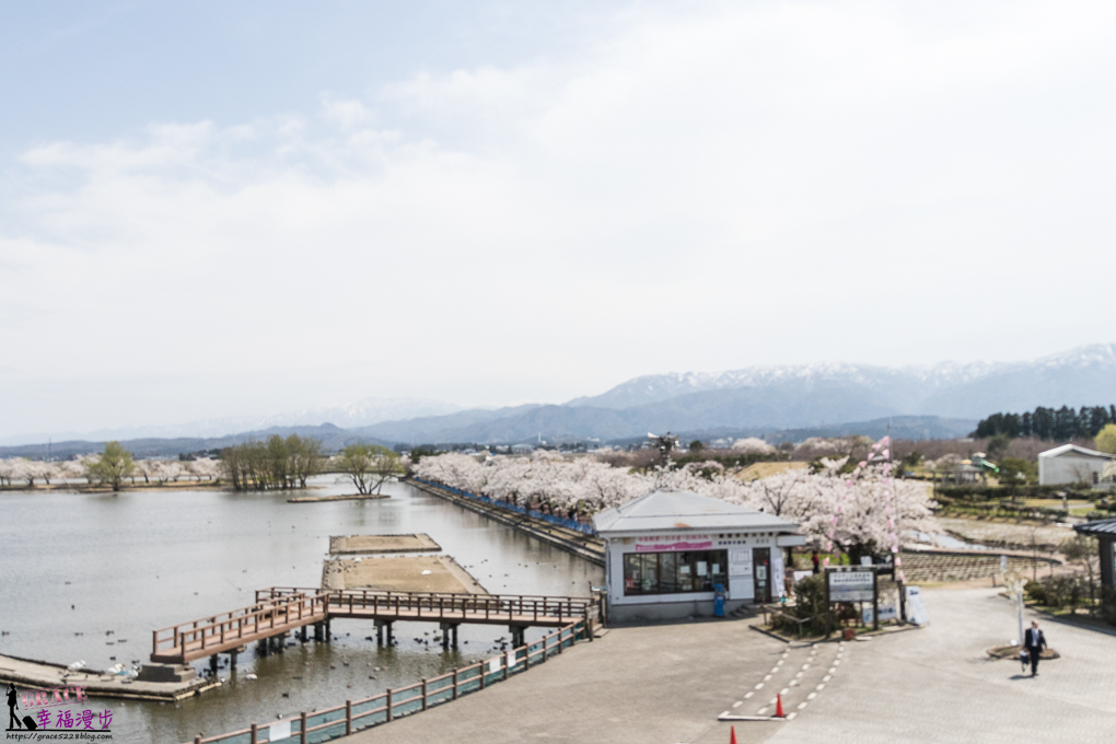 新潟瓢湖｜新潟縣日本–阿賀野市國定瓢湖鳥獸保護區，欣賞候鳥與櫻花的最佳景點 @嘿!部落!