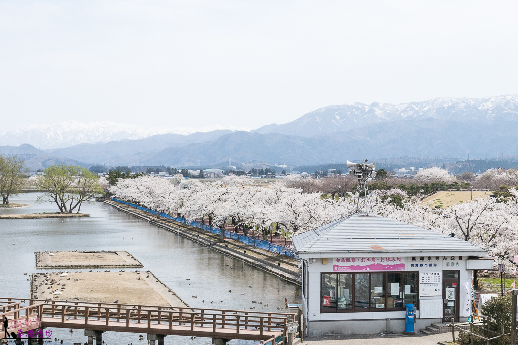 新潟瓢湖｜新潟縣日本–阿賀野市國定瓢湖鳥獸保護區，欣賞候鳥與櫻花的最佳景點 @嘿!部落!