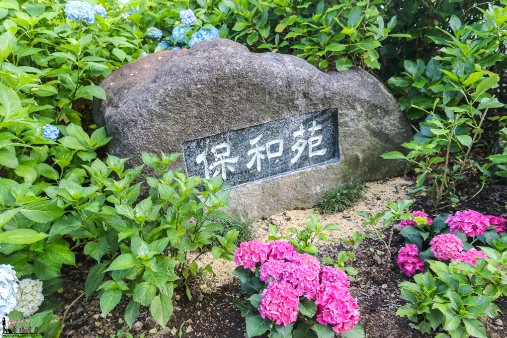 水戶保和苑｜茨城縣日本–水戶保和苑繡球花節，苑內有6000株的繡球花，五顏六色的繡球花海相互爭豔 @嘿!部落!