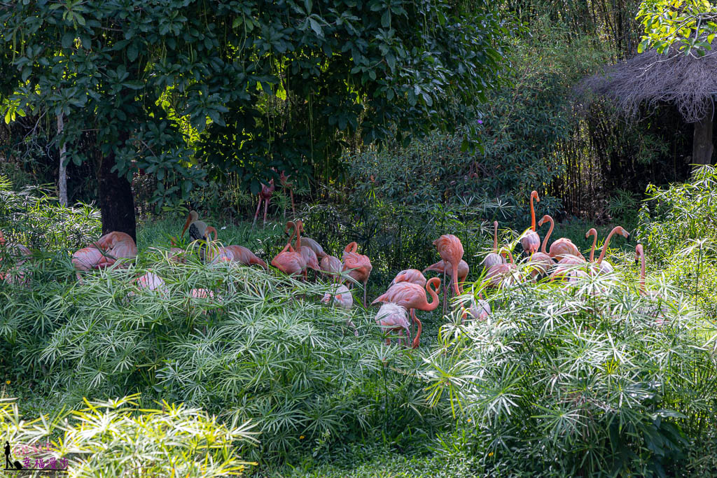 富國島珍珠野生動物園|越南-適合親子旅遊的景點，還有附設長頸鹿餐廳 @嘿!部落!