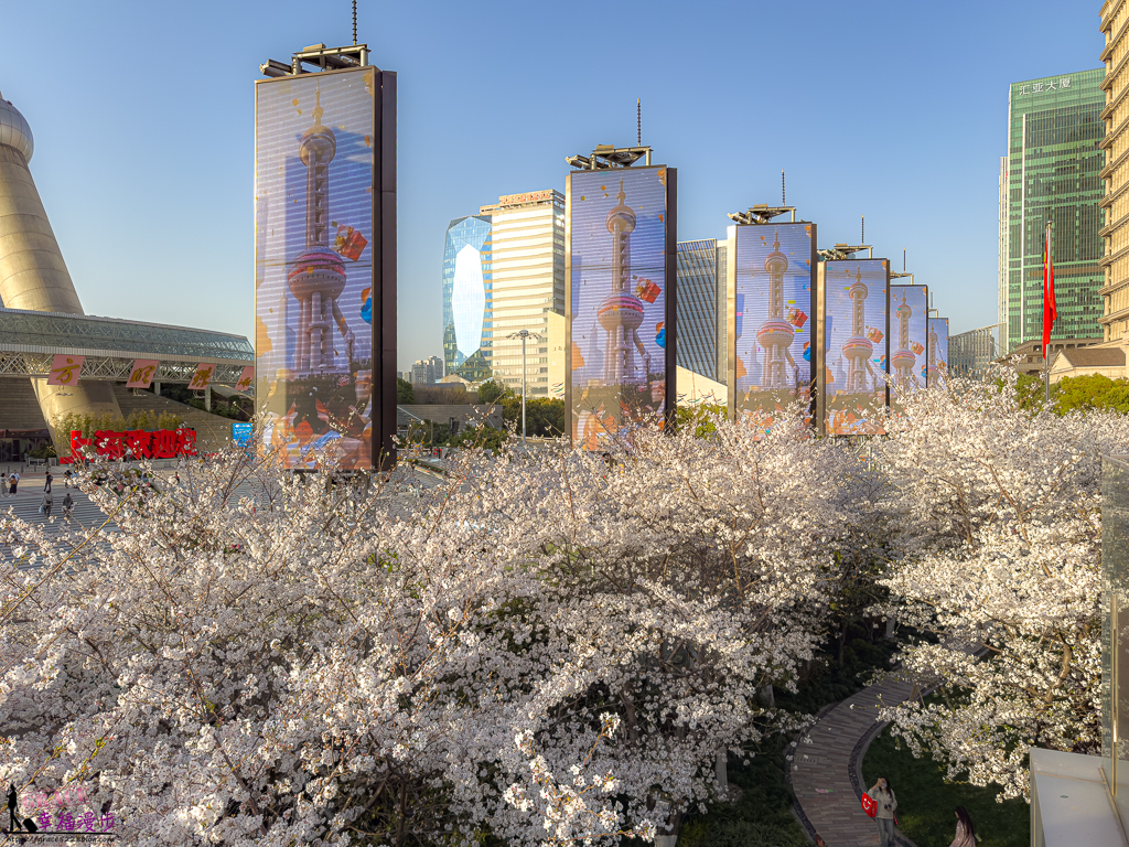 東方明珠塔｜上海中國-東方明珠塔最浪漫時刻，一次收錄櫻花海與城市天際線的絕美景觀 @嘿!部落!