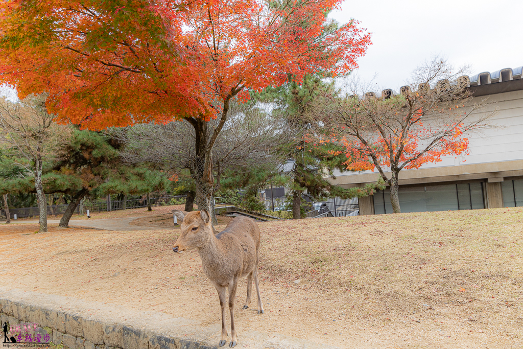 奈良公園｜奈良縣日本–關西地區賞楓名勝，奈良鹿與楓紅交織出秋天最美的景色 @嘿!部落!
