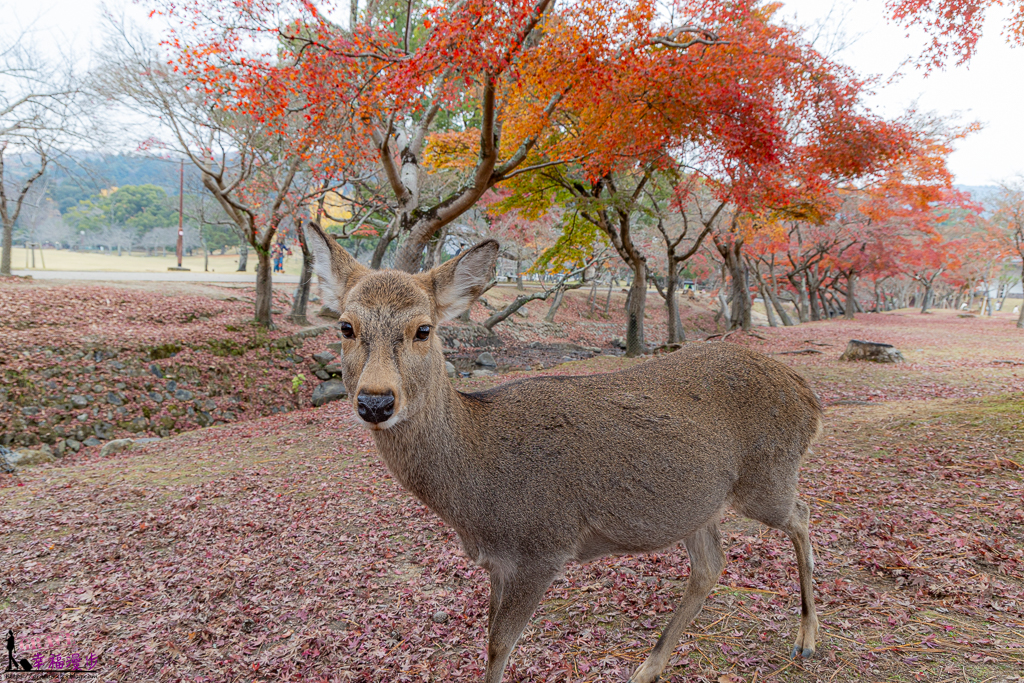奈良公園｜奈良縣日本–關西地區賞楓名勝，奈良鹿與楓紅交織出秋天最美的景色 @嘿!部落!