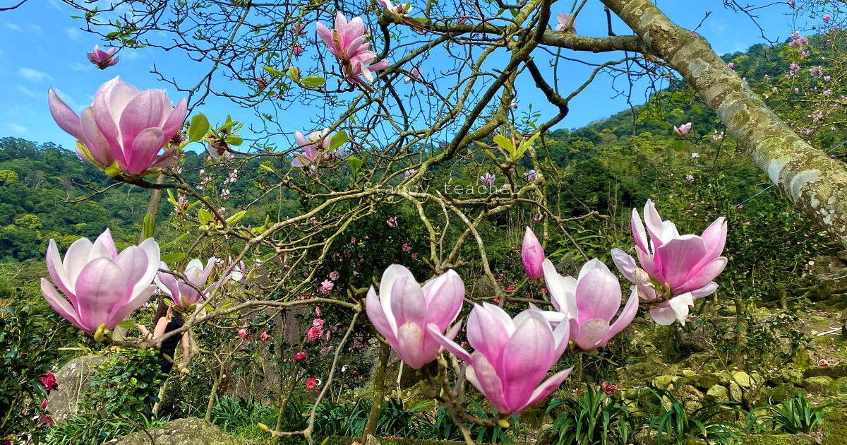 淡水 – 楓樹湖木蓮花祕境, 一次賞盡木蓮花山櫻花山茶花梅花杜鵑花 @嘿!部落!