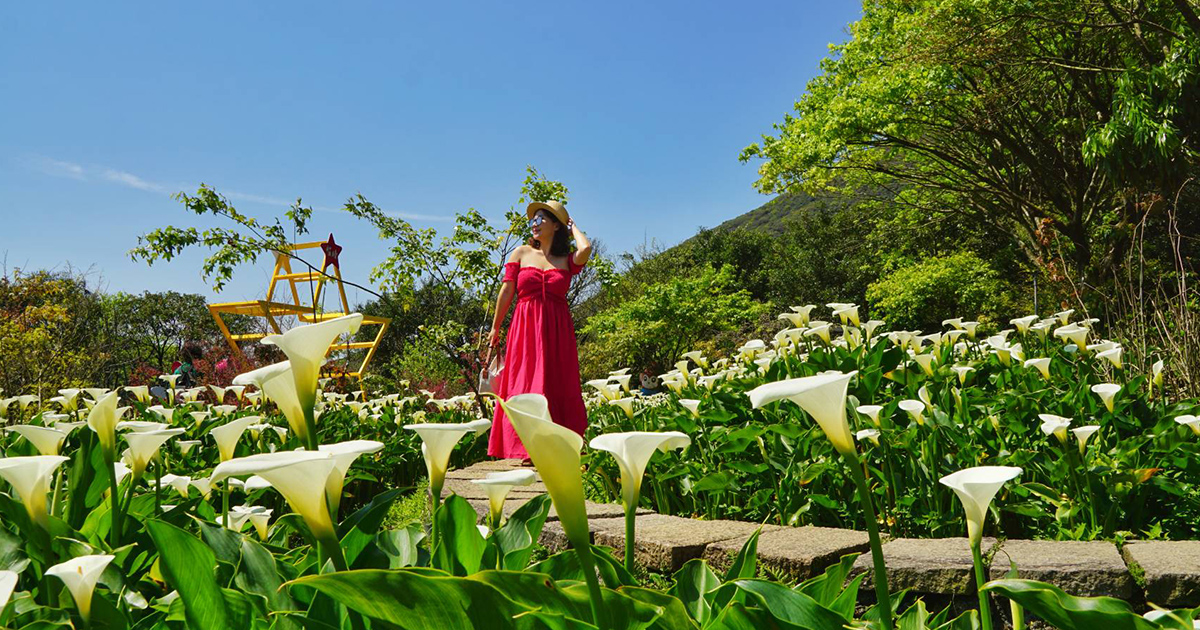 【台北景點】苗榜海芋花園餐廳｜竹子湖海芋美拍景點，賞花、吃土雞兩個願望一次完成 @嘿!部落!