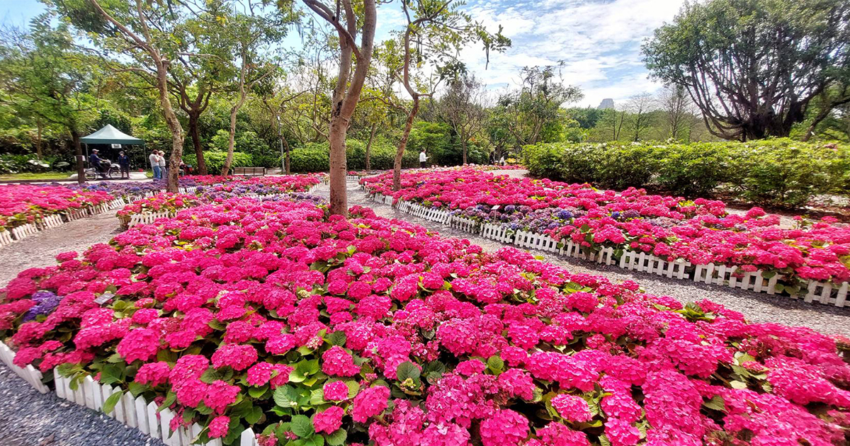 【台北景點】大安森林公園｜「2025台北花節」開跑！捷運一出站就是滿園美花，賞花地圖&交通資訊一次看！ @嘿!部落!