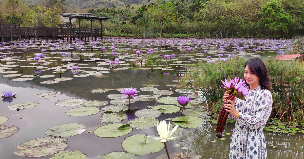 【蓮城蓮花園】隱身田中央的夢幻蓮池秘境，免門票參觀，還供應無限暢飲蓮花茶 @嘿!部落!