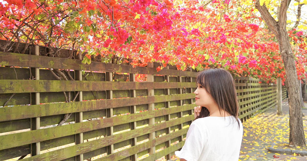 【台中景點】石岡賞花秘境｜春天最美的街頭景致，黃花風鈴木與九重葛花棚同步綻放 @嘿!部落!