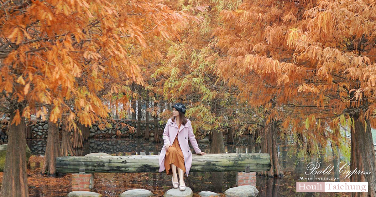【台中景點】泰安羽粼落羽松｜台中最美落羽松仙境，絕美造景&裝置藝術營造滿滿氛圍感 @嘿!部落!