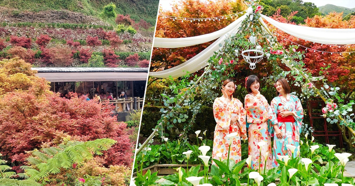 即時熱門文章：【台北景點】大梯田花卉生態農園｜不能飛日本賞楓沒關係，陽明山竹子湖滿山楓紅讓你一秒到日本