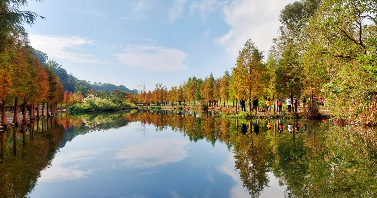 【桃園景點】月眉人工濕地生態公園｜沿著濕地水塘遍植350棵落羽松，藍天之下的水中倒影猶如印象派美畫 @嘿!部落!