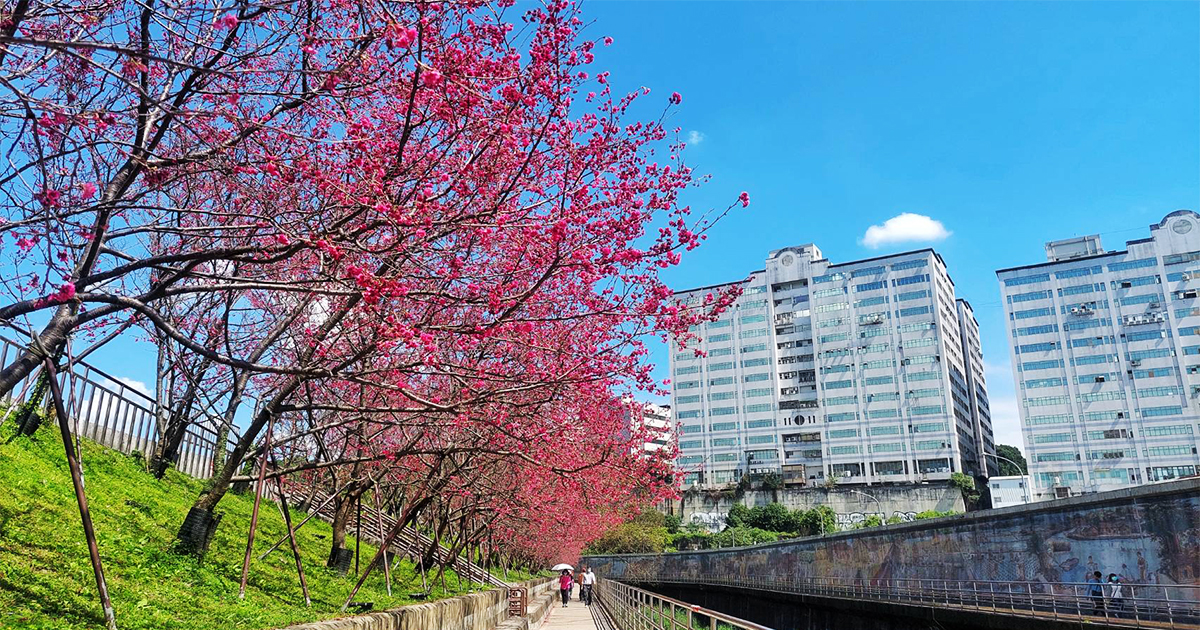 【台北景點】樂活公園｜每年1-4月最夯的溪畔櫻花步道，搭捷運賞花順遊內溝溪生態步道 @嘿!部落!