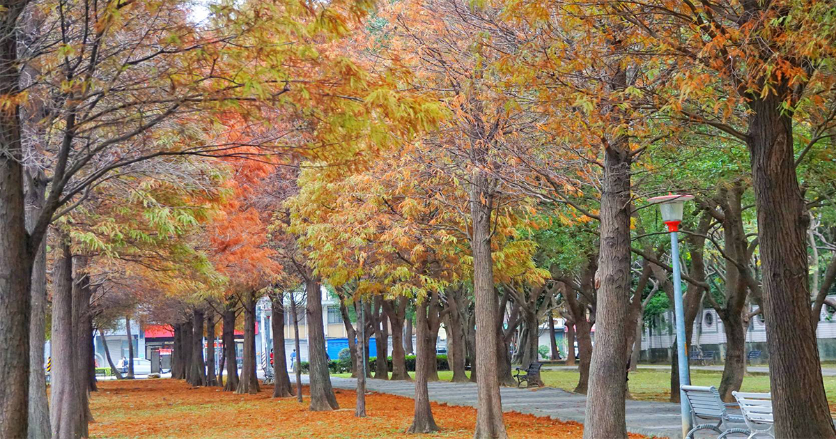 【桃園景點】玉山公園｜社區公園內竟然隱藏媲美冬季戀歌場景的唯美落羽松林蔭大道 @嘿!部落!