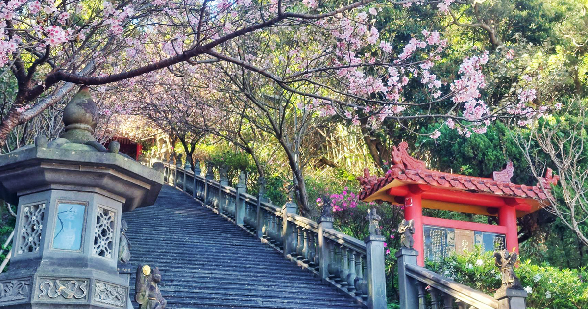 【台北景點】碧山巖｜春季必訪古剎石階粉櫻隧道，登頂喝現磨有機咖啡賞無邊際景觀，台北101近在眼前 @嘿!部落!