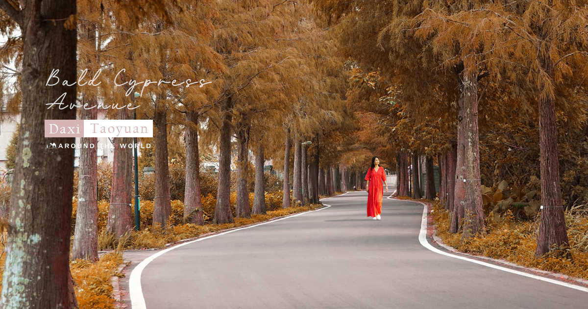 【桃園景點】大溪落羽松大道｜綿延一公里的夢幻林蔭大道，美到以落羽松為路名 @嘿!部落!