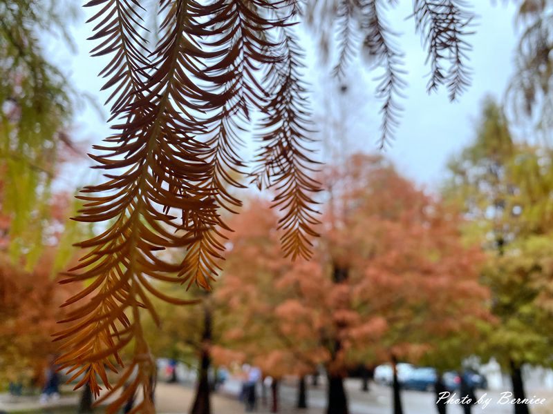 青埔落羽松秘境~黃綠紅交錯現主時正美 @嘿!部落!