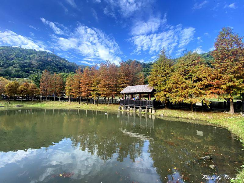 原住民文化主題公園落羽松~現主時黃綠紅交錯快來打卡網紅熱點 @嘿!部落!