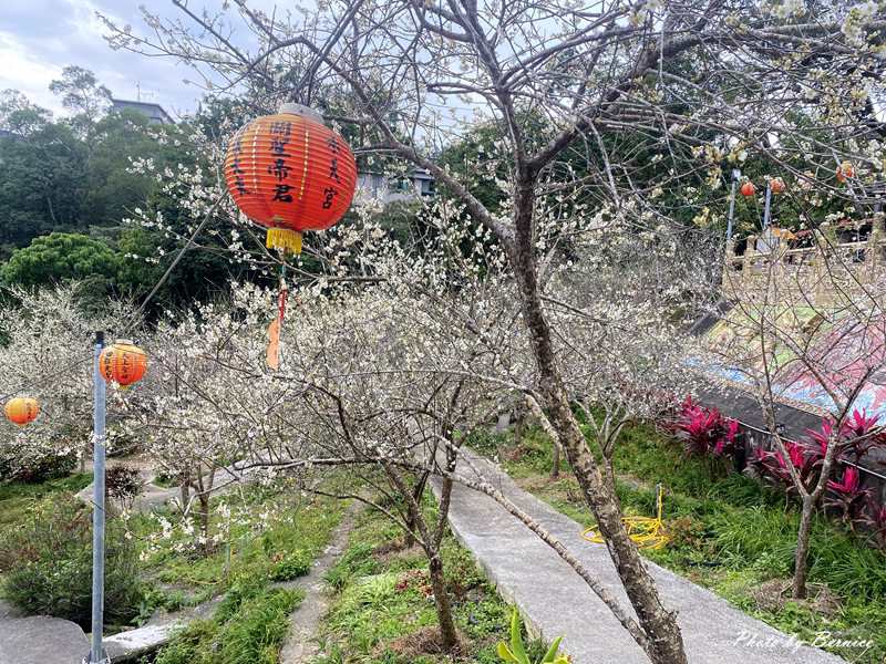 北勢湖承天宮賞梅趣~幽靜社區中賞梅花 @嘿!部落!