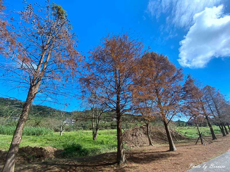 即時熱門文章：貢寮環保公園~數百棵落羽松一字排開藍天為背景美炸了