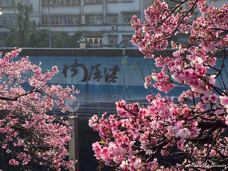 2026樂活夜櫻季~很好親近的粉紅風暴 @嘿!部落!