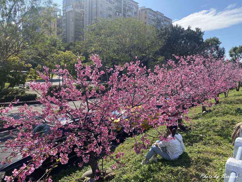 河岸櫻花步道~超好親近悠閒賞櫻花兒 @嘿!部落!