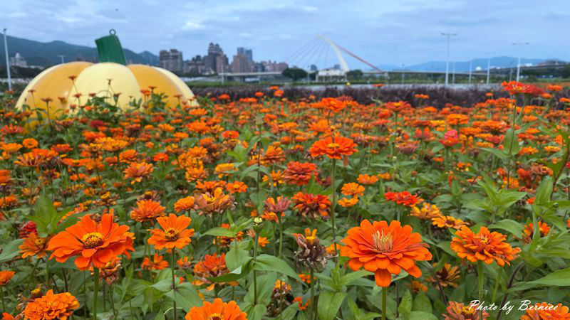 大佳河濱公園超大範圍花海~百日草、黃波斯菊、紫背狼尾草與造景將公園妝點更多彩 @嘿!部落!