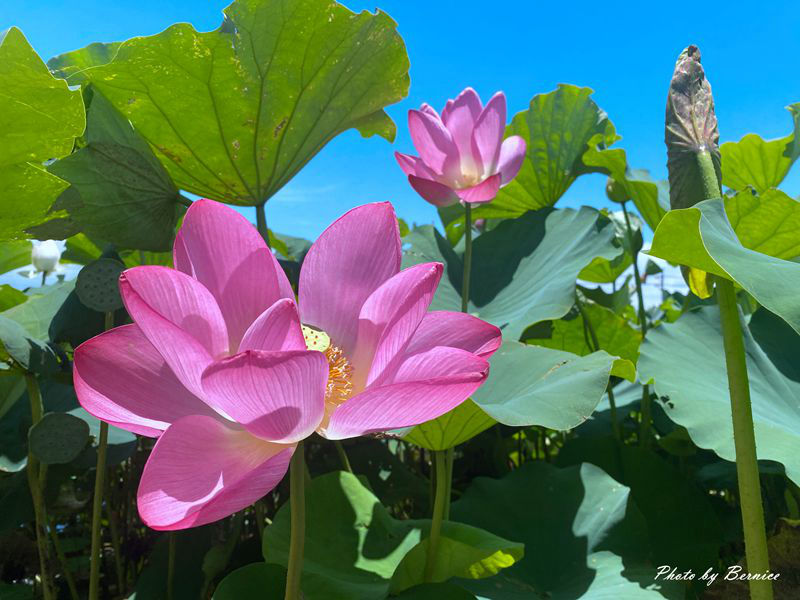 即時熱門文章：2023桃園蓮花季-與你蓮線~花田範圍超大怎麼拍怎麼美