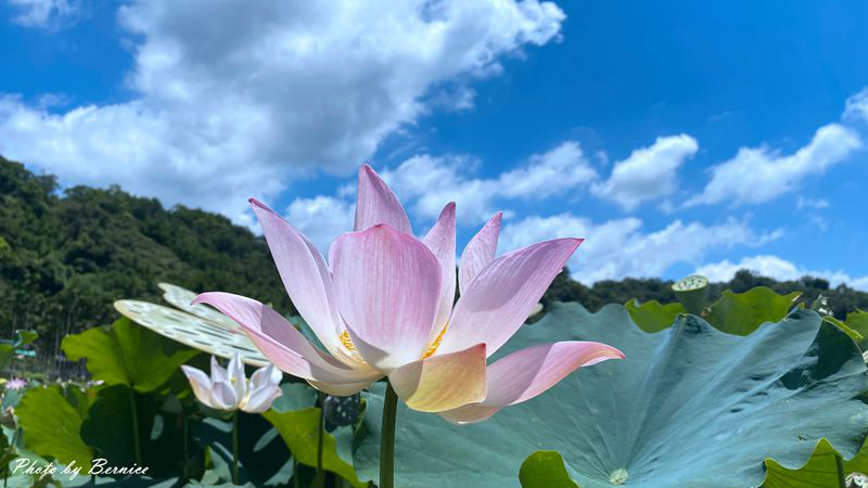 雙溪上林荷花園~新北稼日蒔光戀戀雙溪荷所在 @嘿!部落!