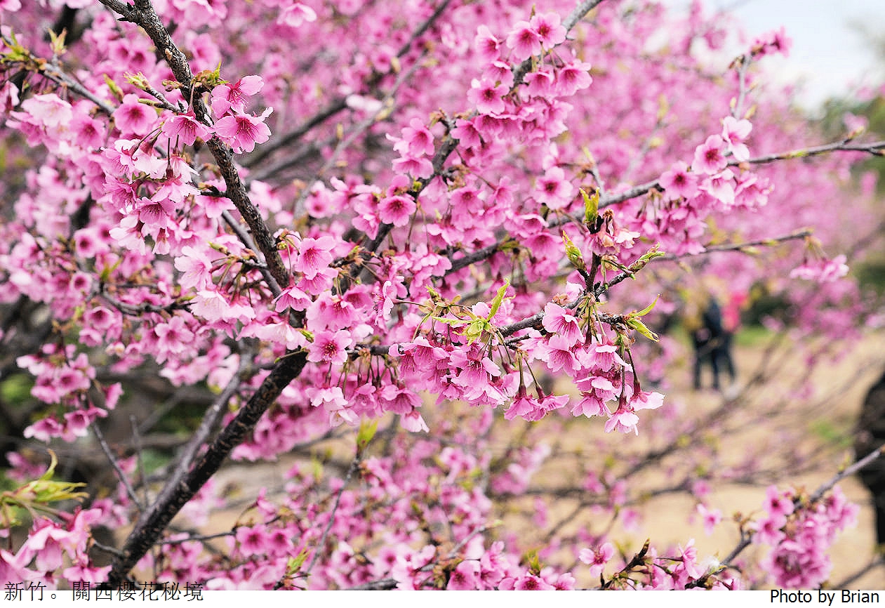 新竹關西櫻花秘境。關西坪林國小附近櫻花秘境 @嘿!部落!
