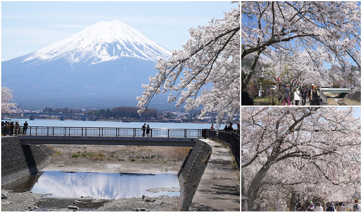 日本河口湖櫻花季。河口湖美術館湖畔邊櫻花步道美景 @嘿!部落!