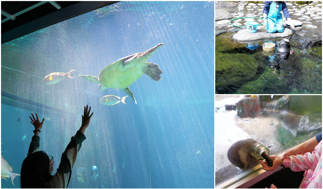 日本神奈川箱根園水族館。日本最高水族館看可愛海豹大叔 @嘿!部落!