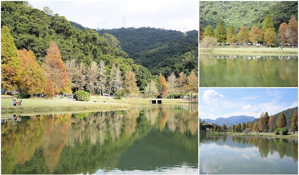 宜蘭員山落羽松秘境蜊埤湖。湖光山色變色落羽松美景