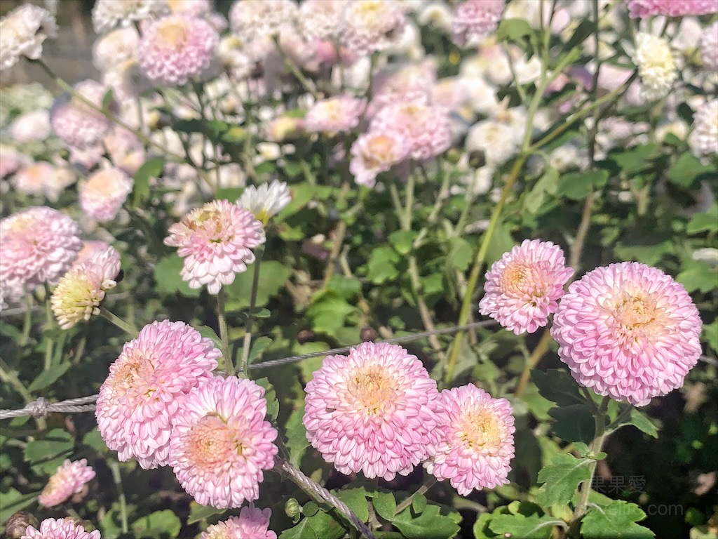 邱家古厝&rang;苗栗銅鑼景點，季節限定的黃白紫杭菊花海，也是鐵道迷必追景點之一，火車、杭菊同時入鏡美不勝收 @嘿!部落!