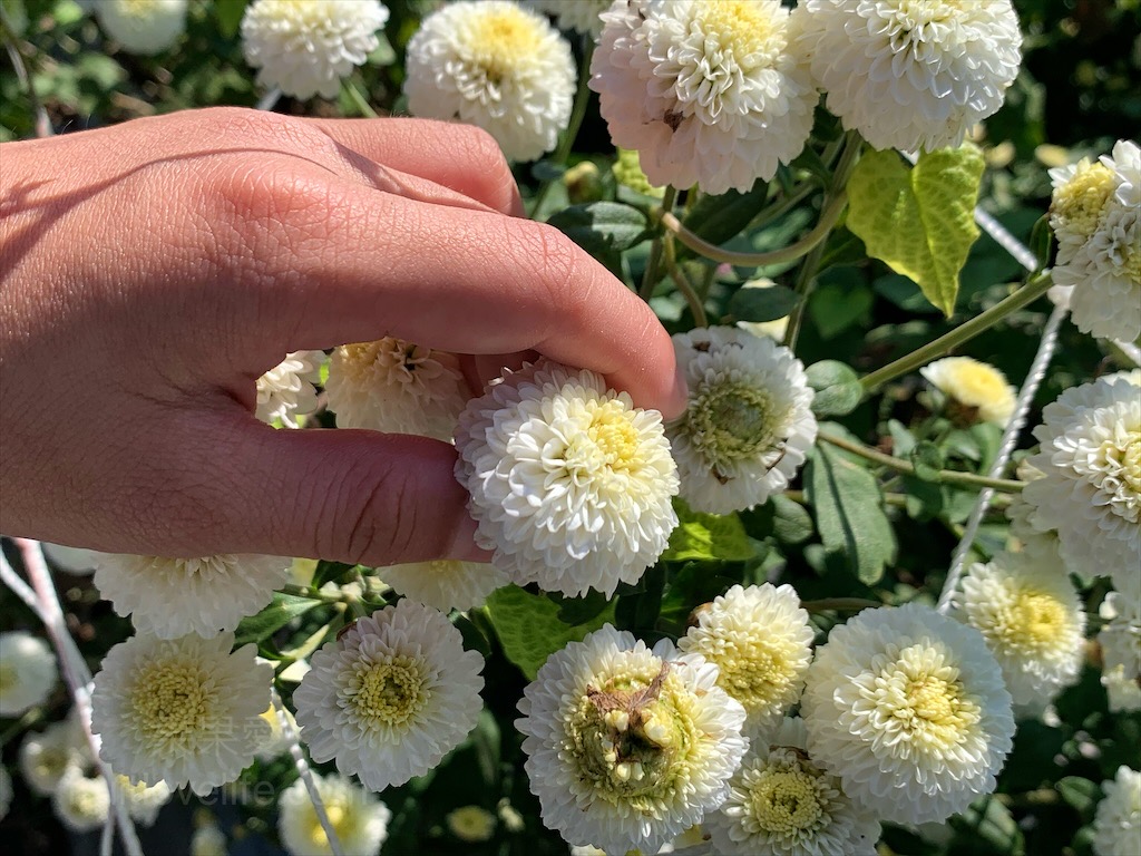 秋美人農場&rang;苗栗銅鑼親子景點，週末帶小孩來體驗小農採杭菊，還有簡易導覽，更認識杭菊品種和烘花過程 @嘿!部落!