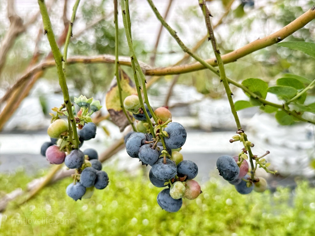 呼密藍莓農場霧峰園區&rang;台中霧峰採果趣，親子採藍莓初體驗，農場自製的草莓和藍莓優格冰棒不能錯過 @嘿!部落!