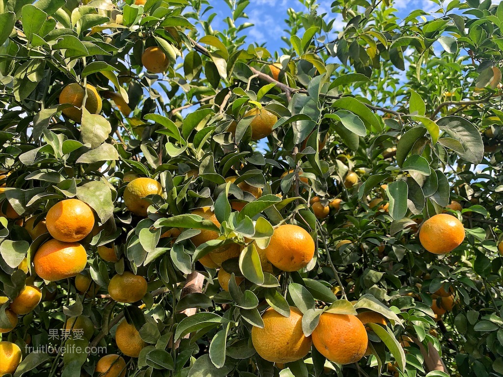阿地草莓園&rang;南投國姓採果景點，這次帶小孩來草莓園不是來採草莓，是來體驗採砂糖橘 @嘿!部落!