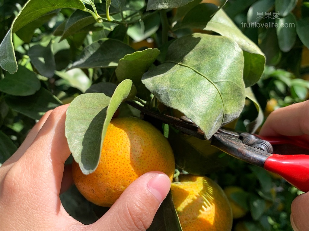 阿地草莓園&rang;南投國姓採果景點，這次帶小孩來草莓園不是來採草莓，是來體驗採砂糖橘 @嘿!部落!
