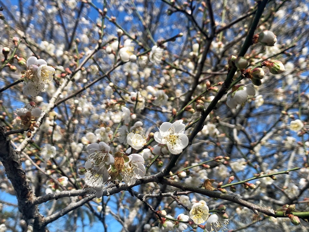 中寮劉家梅園&rang;南投中寮免費賞梅景點，梅花祭開跑囉!超過百年的梅王就在這，園區大約兩百多棵梅樹，免費入園賞梅 @嘿!部落!