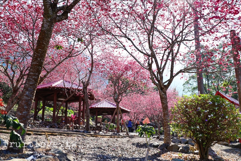 石佛公&rang;南投魚池景點，免費賞櫻小秘境，石佛公園櫻花盛開中，鄰近九族文化村和日月潭 @嘿!部落!
