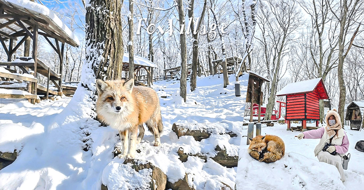 宮城藏王狐狸村│抱狐狸體驗&場次、狐狸村門票、交通、接駁巴士、計程車全攻略 @嘿!部落!