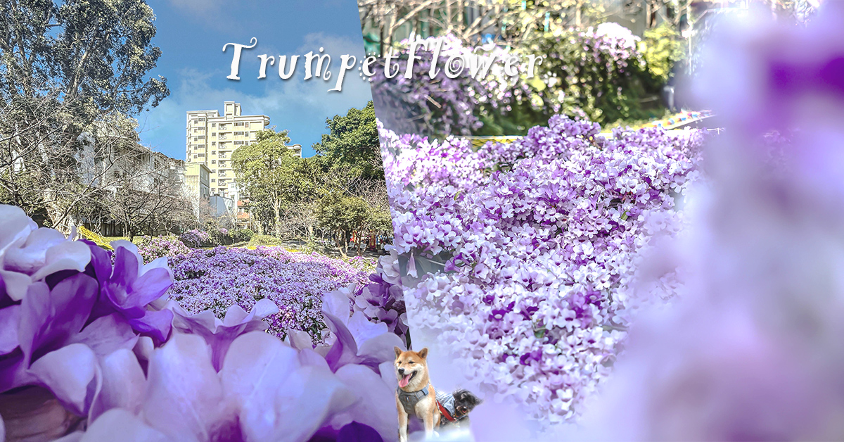 中壢蒜香藤花 莒光環保公園蒜香藤大爆發 中壢免費賞花景點 @嘿!部落!