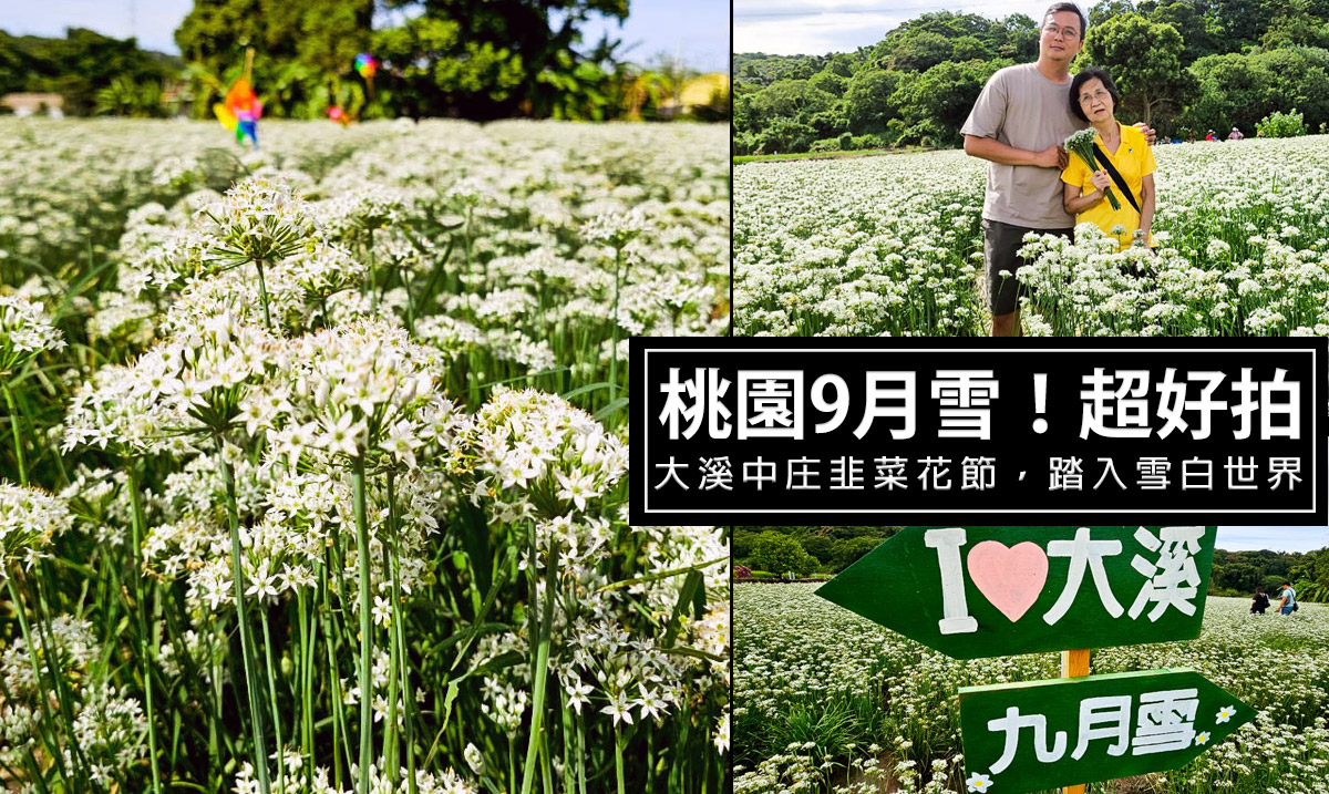 大溪韭菜花季-桃園9月雪，極美的網紅打卡景點!走進雪白浪漫花園!真的超級好拍