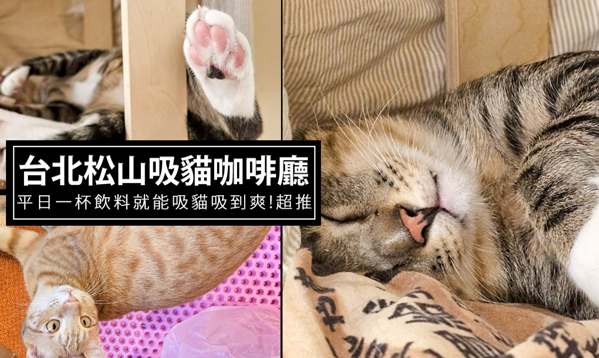朵朵嚐嚐貓咪中途咖啡廳-台北松山區可擼貓咖啡廳，平日只要一杯飲料就能撸貓，貓咪親人超可愛 @嘿!部落!