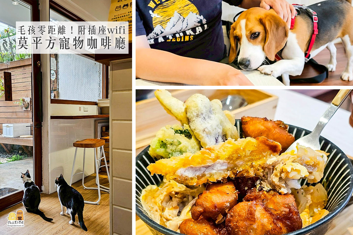 桃園莫平方寵物咖啡廳｜店貓店狗超親人，隨便摸都沒問題！ @嘿!部落!