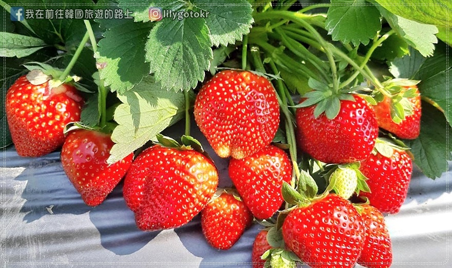苗栗．公館｜登豐草莓園～鮮甜又大顆的草莓、無農藥、環境乾淨～大推 @嘿!部落!