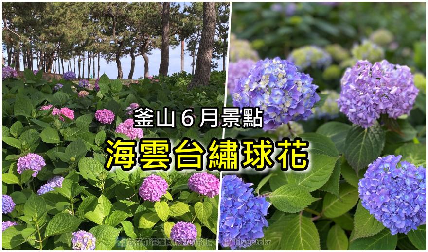 【釜山繡球花】海雲台繡球花6~7月限定｜鄰近The bay101、釜山威斯汀朝鮮酒店、海雲台海水浴場 @嘿!部落!