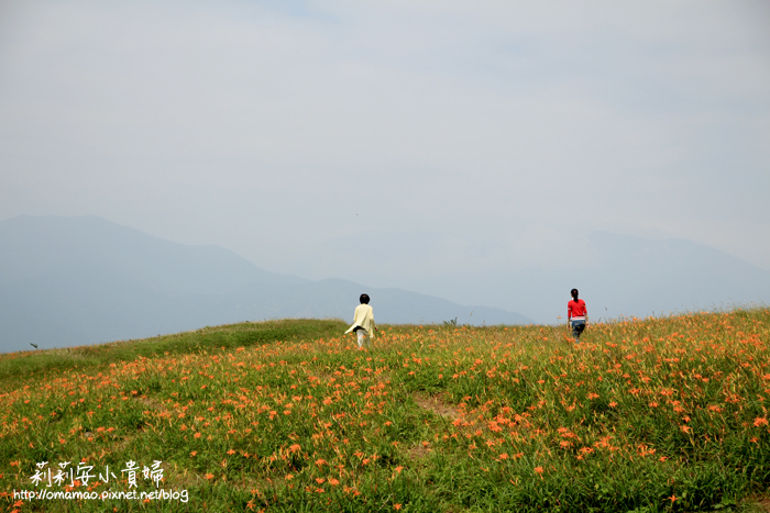 【花蓮】富里六十石山金針花海。交通攻略 @嘿!部落!